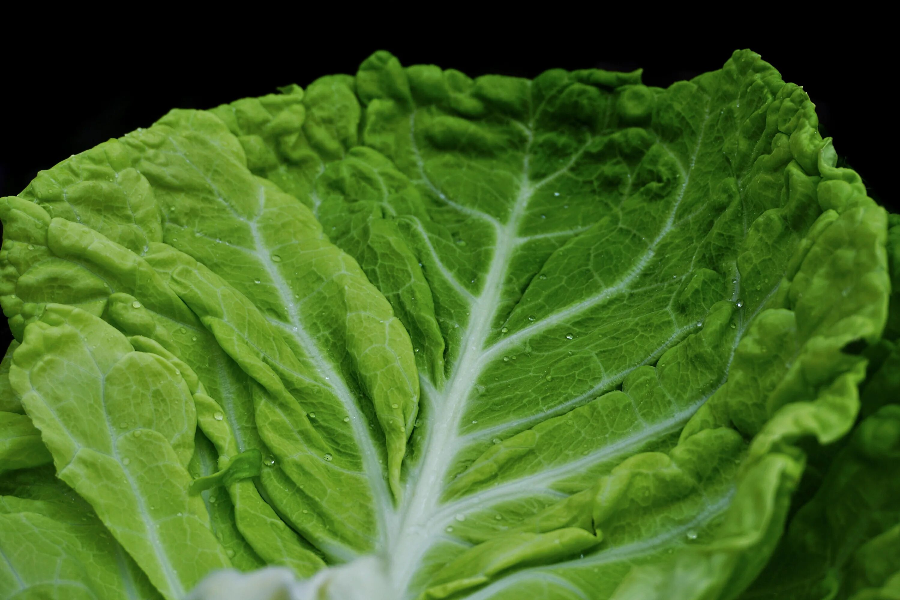 Капуста ствол с листьями фото Savoy Green Kohl free image download