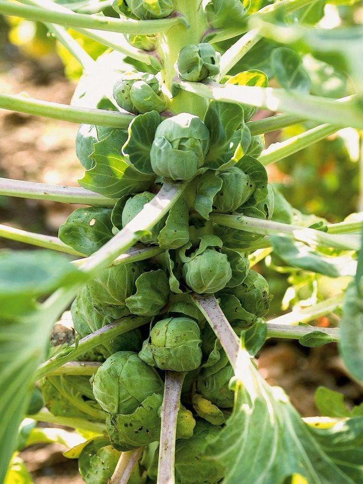 Капуста ствол с листьями фото 16 Vegetables You Can Plant Now for Fall Harvest Fall garden vegetables, Veggie 