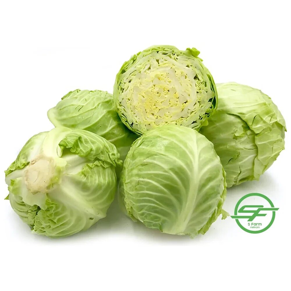 Капуста свежая фото High Quality New Crop Fresh Vietnam Cabbage For Export In Bulk, View fresh cabba