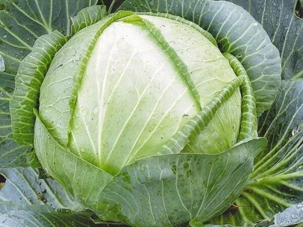 Капуста цена фото Капуста Белокочанная Белорусская 455 - купить семена в интернет-магазине Лафа с 