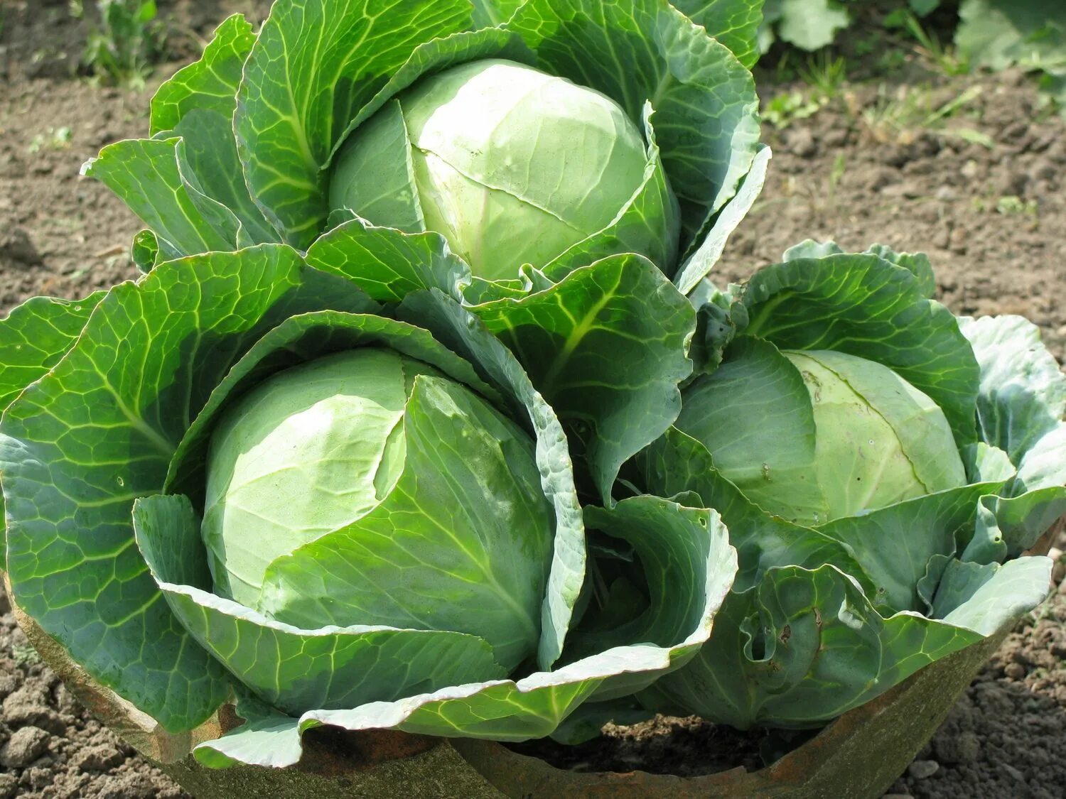 Капуста цена фото Капуста: посадка и уход в открытом грунте, выращивание и полив Cabbage seeds, Ca