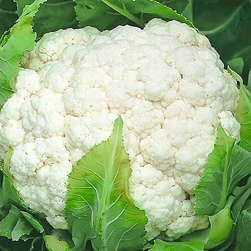 Капуста цена фото Капуста цветная Снеговик F1 Premium Seeds (83752): купить семена почтой в России