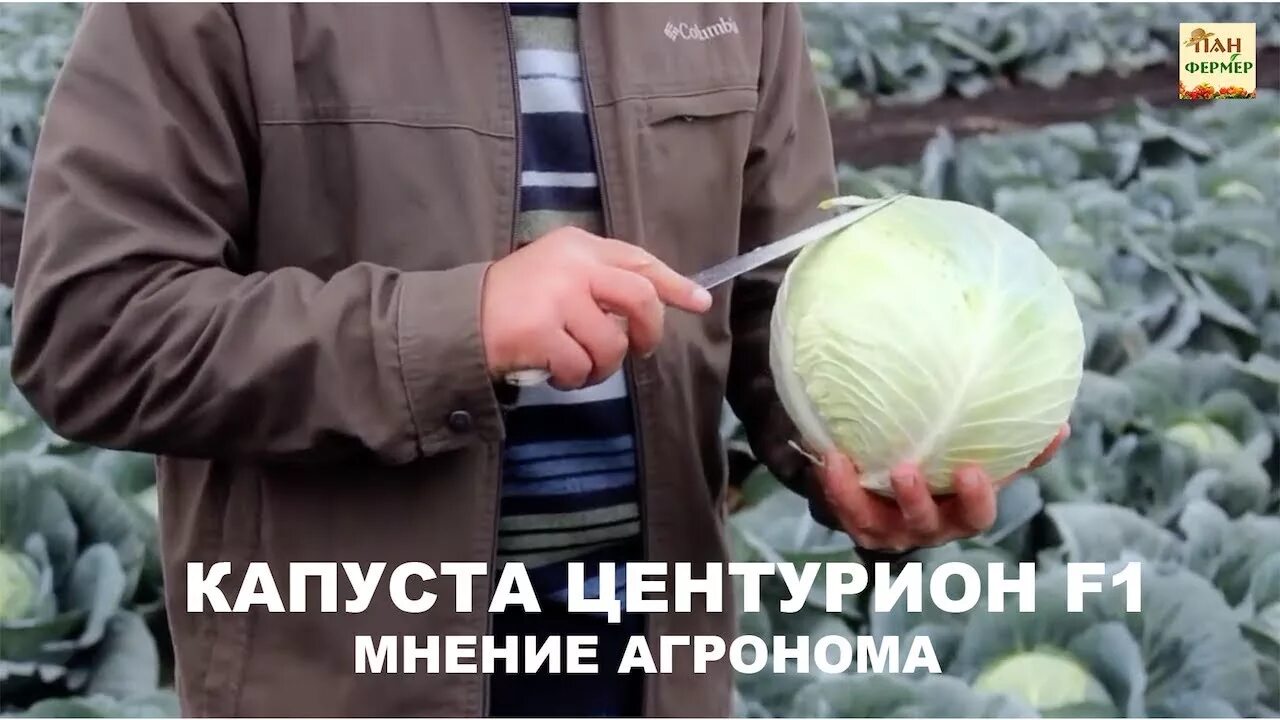 Капуста центурион описание сорта фото Капуста Центурион F1 // Обзор от " Владам-Юг" - YouTube