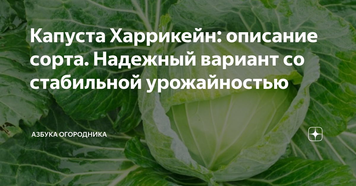 Капуста циклон описание сорта фото отзывы Капуста Харрикейн: описание сорта. Надежный вариант со стабильной урожайностью А