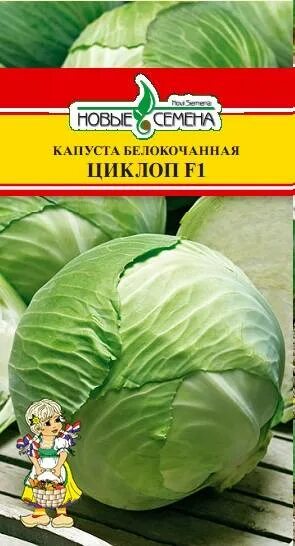 Капуста циклоп описание сорта фото отзывы Капуста ринда f1 отзывы: Сорт капусты Ринда (F1): фото, отзывы, описание, характ