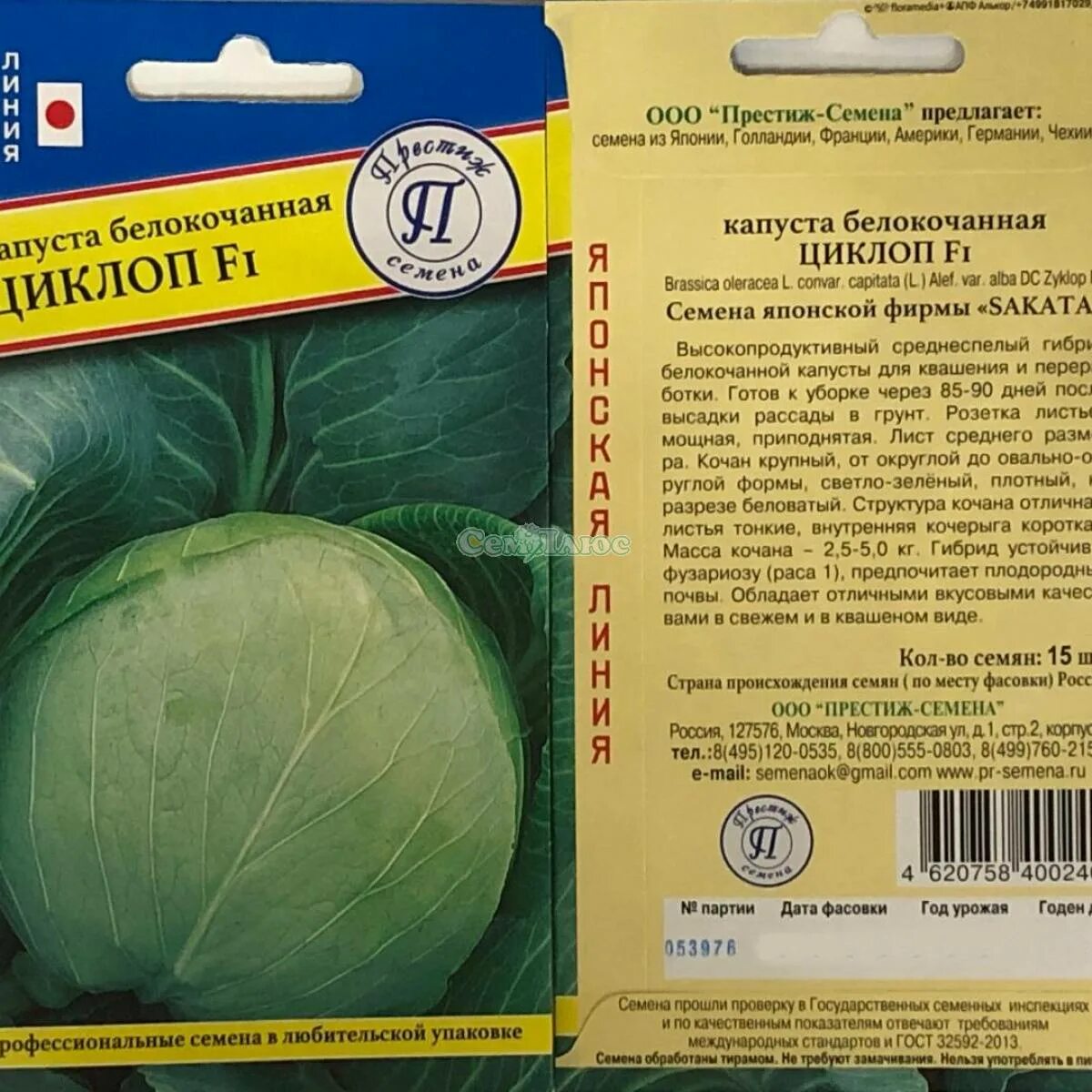 Капуста циклоп описание сорта фото отзывы садоводов Капуста циклоп описание сорта фото отзывы фото - Arhids.ru