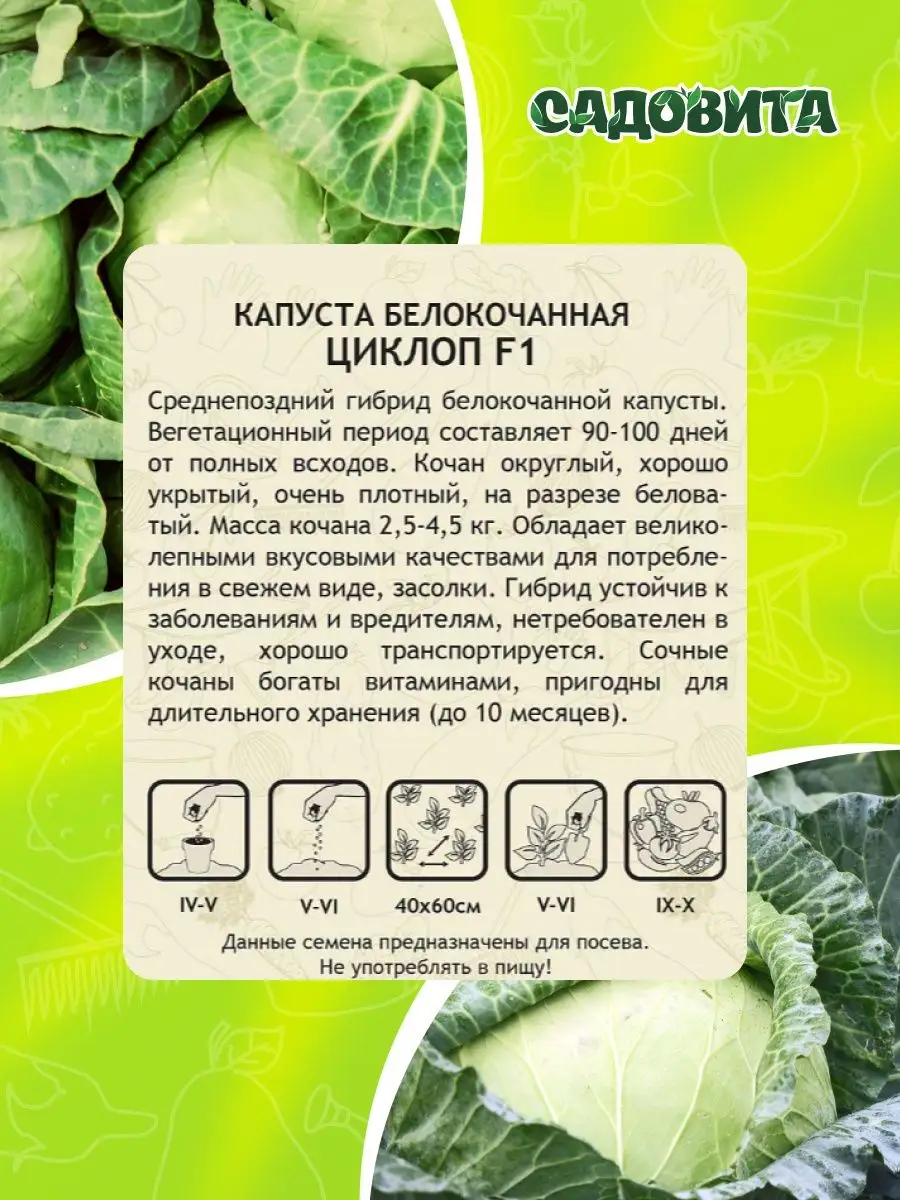 Капуста циклоп описание сорта фото отзывы садоводов Капуста циклоп описание сорта фото отзывы садоводов фото - Arhids.ru