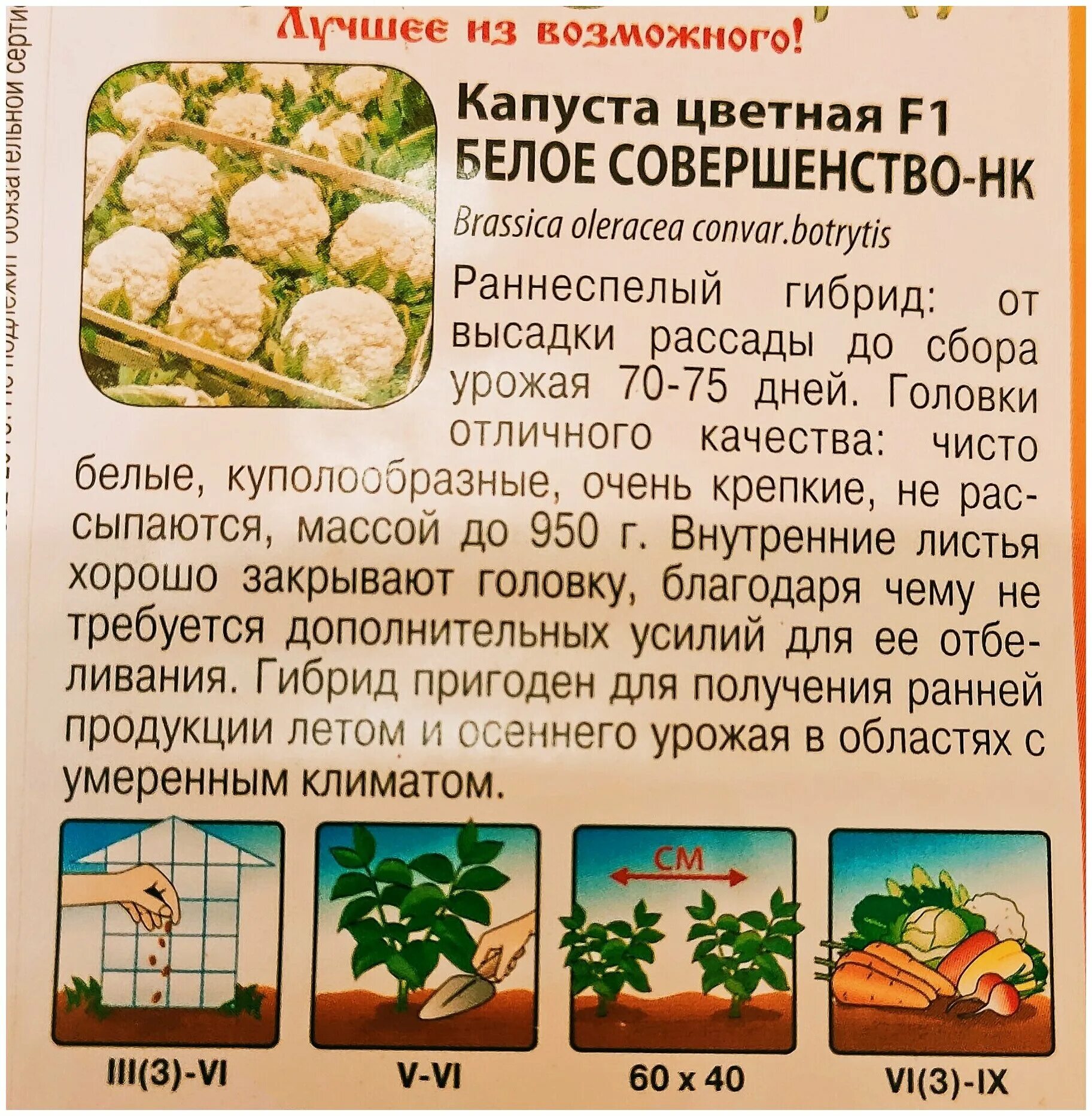Капуста цветная белая фото 2 пакета Капуста цветная Белое совершенство-НК F1 30семян - купить в интернет-ма