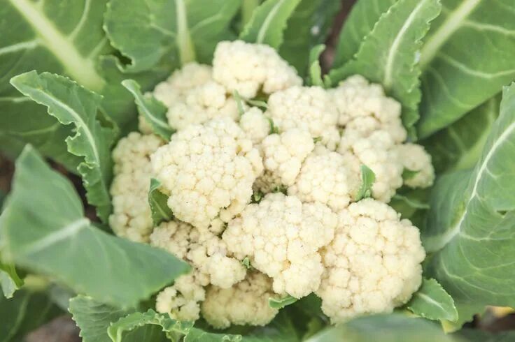 Капуста цветная фото какая бывает Cauliflower Curd Problems - Reasons For Loose Heads On Cauliflower Growing cauli