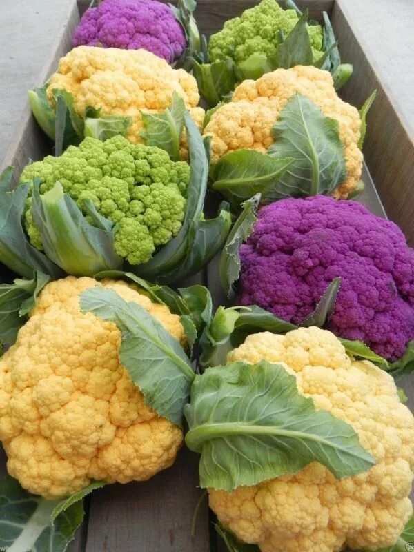 Капуста цветная фото какая бывает Pin en Vegatables Eat Your Veggies