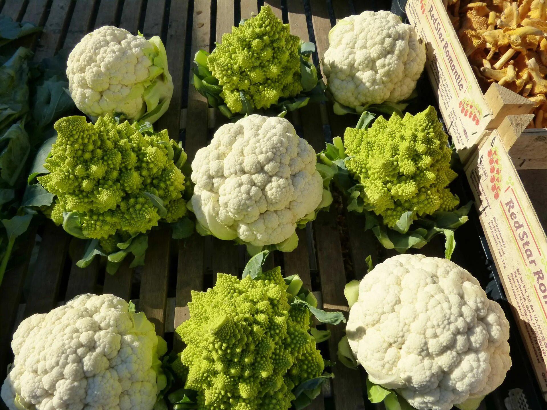 Капуста цветная фото какая бывает How to Grow Cauliflower