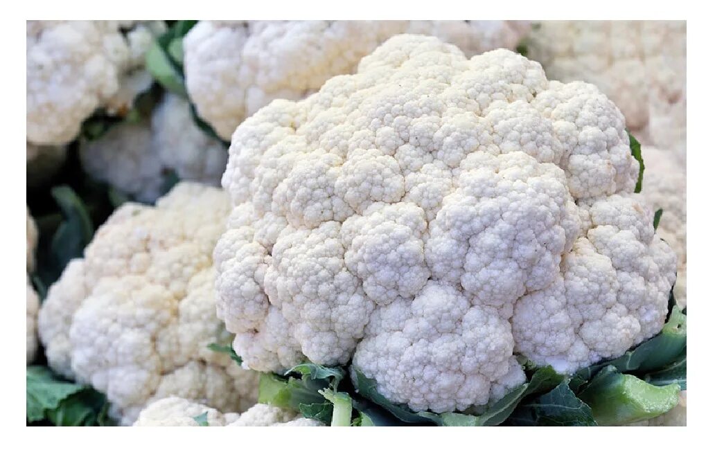 Капуста цветная фото какая бывает Рассада капуста цветная Агродекор Сноубол 123 AGRO4651 10 шт. - купить в Компани