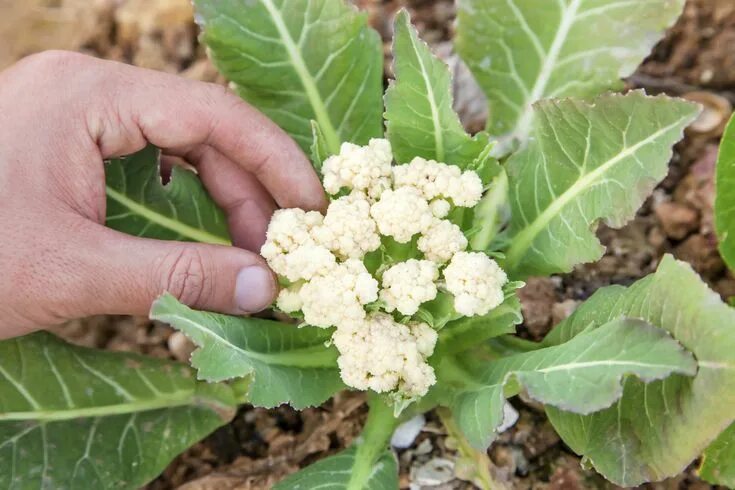 Капуста цветная фото какая бывает как выглядит How to Grow Cauliflower Growing cauliflower, Cauliflower, Growing vegetables