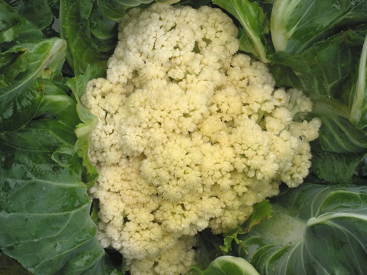 Капуста цветная фото какая бывает как выглядит Файл:Bloemkool doorwas (Brassica oleracea).jpg - Википедия