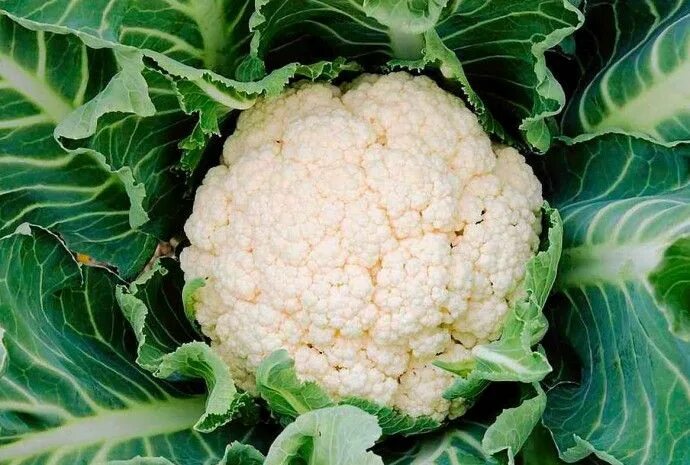 Капуста цветная фото какая бывает как выглядит 12 FEATURES OF GROWING COLORED Cabbage! Капуста, Растения, Цветная капуста