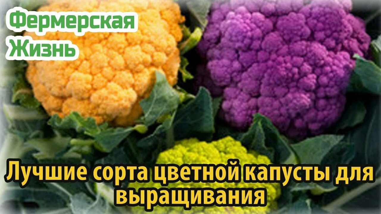 Капуста цветная фото какая бывает как выглядит Лучшие сорта цветной капусты для выращивания - YouTube