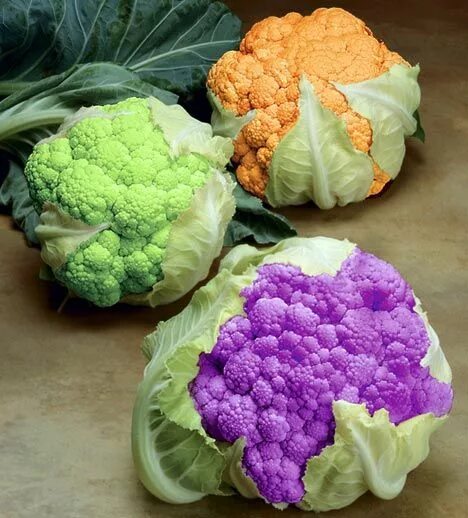 Капуста цветная фото какая бывает название The orange, purple and green cauliflowers that scientists claim could be healthi