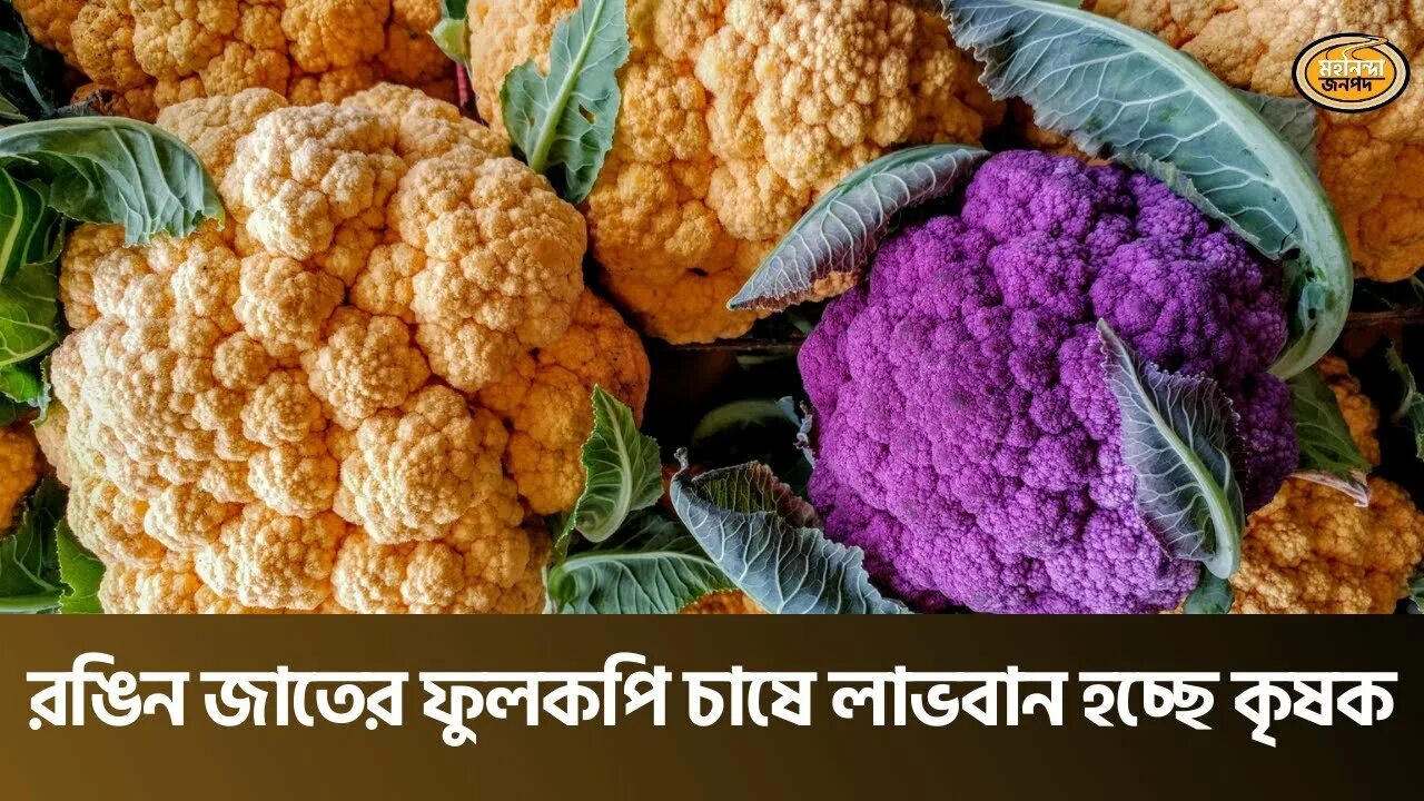 Капуста цветная фото красивое রাজশাহী অঞ্চলে চাষ হচ্ছে রঙিন জাতের ফুলকপি Colourful Cauliflower Cultivation Agr