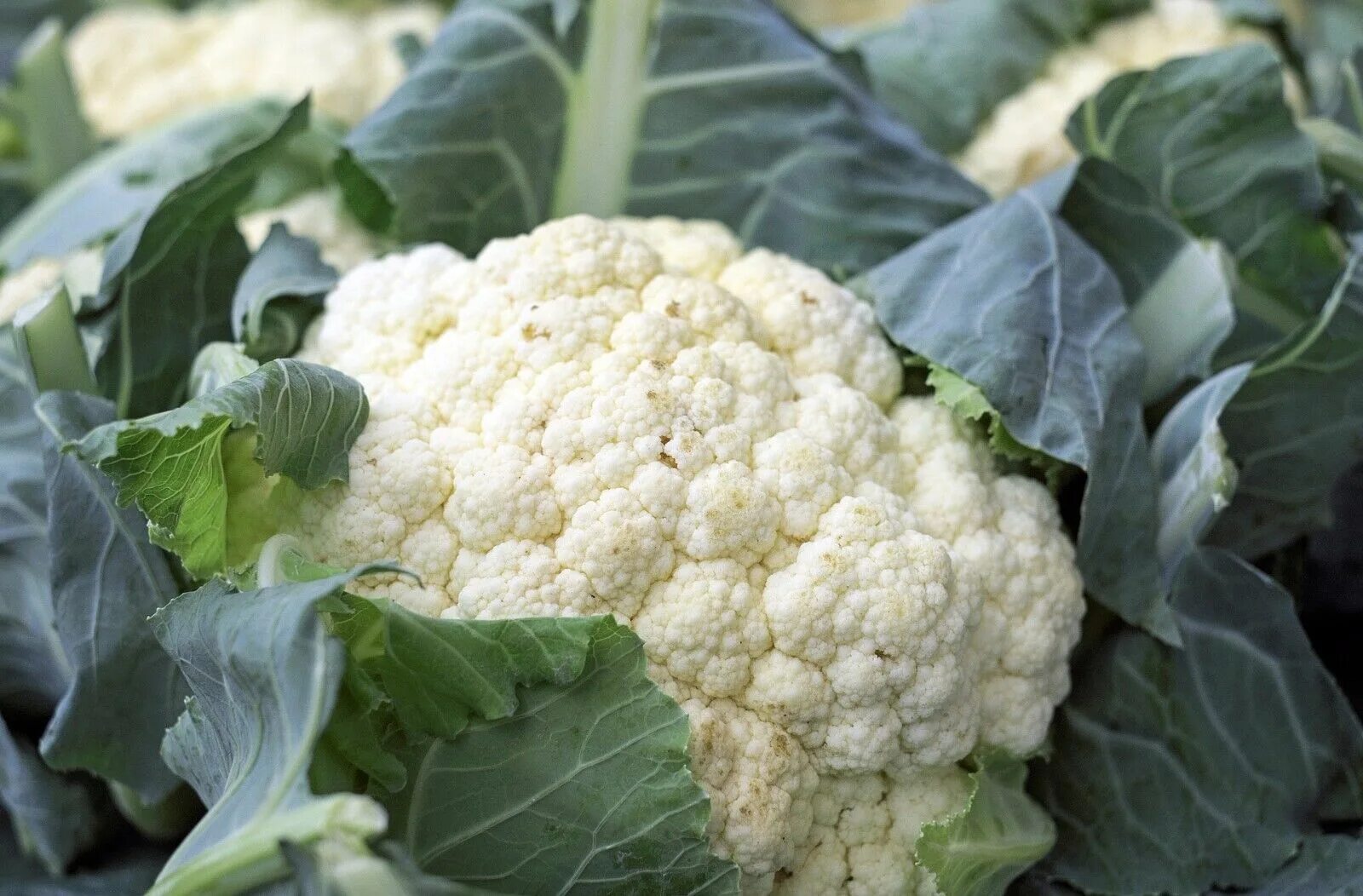 Капуста цветная фото красивое Cauliflower Snowball Y Improved, Cruciferous, Non-GMO, Self Blanching, FREE SHIP
