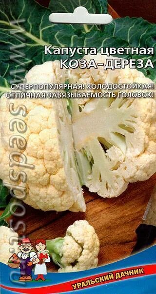 Капуста цветная коза дереза отзывы фото Капуста цветная коза дереза фото - DelaDom.ru