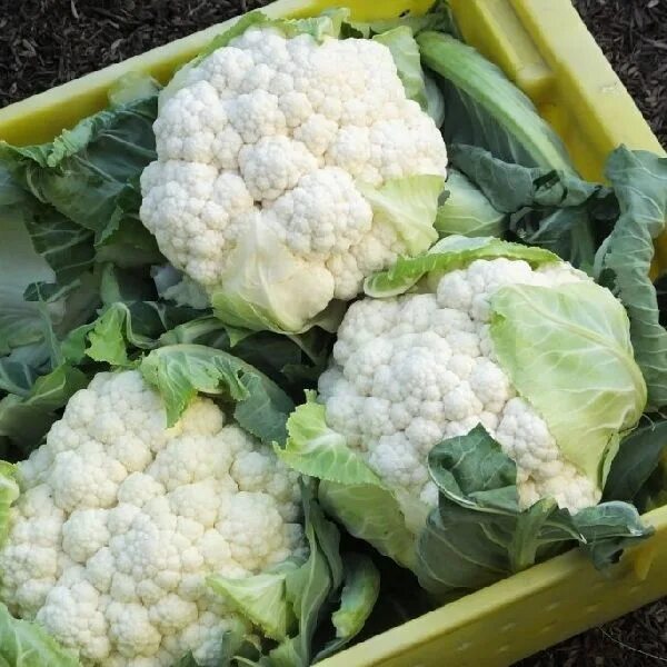 Капуста цветная описание сорта фото отзывы Organic Cauliflower at Best Price in Jodhpur - ID: 4577880 GANPATI EXPORTER