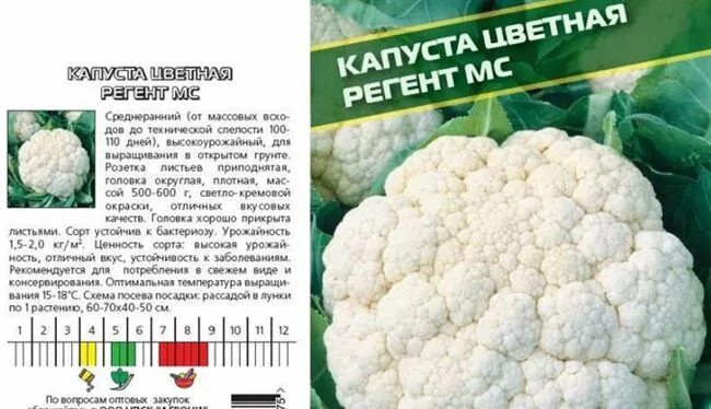 Капуста цветная описание сорта фото отзывы Гайдлайн - сорт растения Капуста цветная