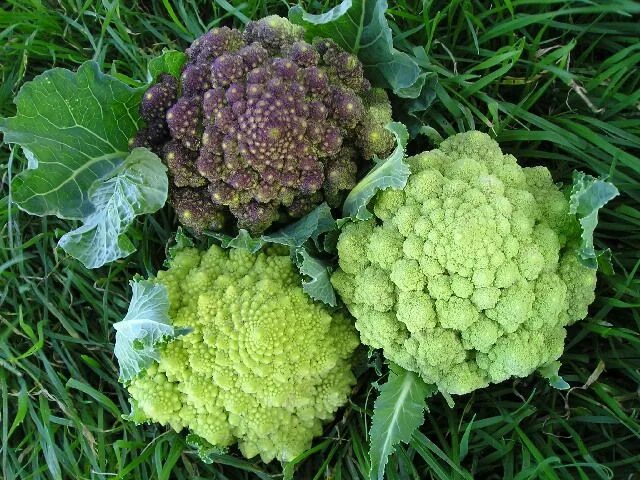 Капуста цветная романеско описание сорта фото отзывы Colorful Heirloom Broccoli Varieties