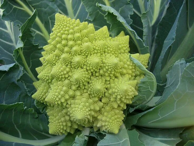 Капуста цветная романеско описание сорта фото отзывы Trio of Cauliflower Recipes- A Super Veggie Recipe Romanesco, Cauliflower, Roman