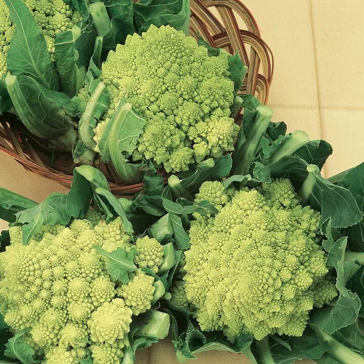 Капуста цветная романеско описание сорта фото отзывы Cauliflower Seeds - Romanesco Early Sutton seeds, Cauliflower, Seeds