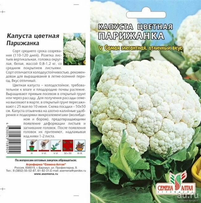 Капуста цветная спаржевая описание сорта фото отзывы Капуста цветная описание сорта фото отзывы