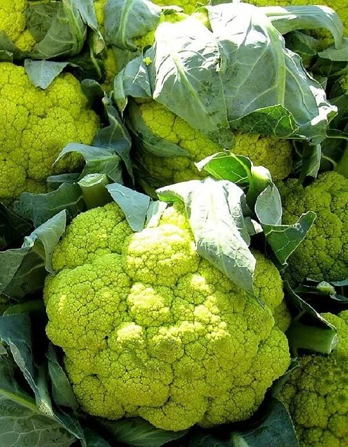 Капуста цветная зеленая фото Капуста цветная Купеческая (Селекция "ВХ") 0,3 гр цв.п. купить семена по каталог