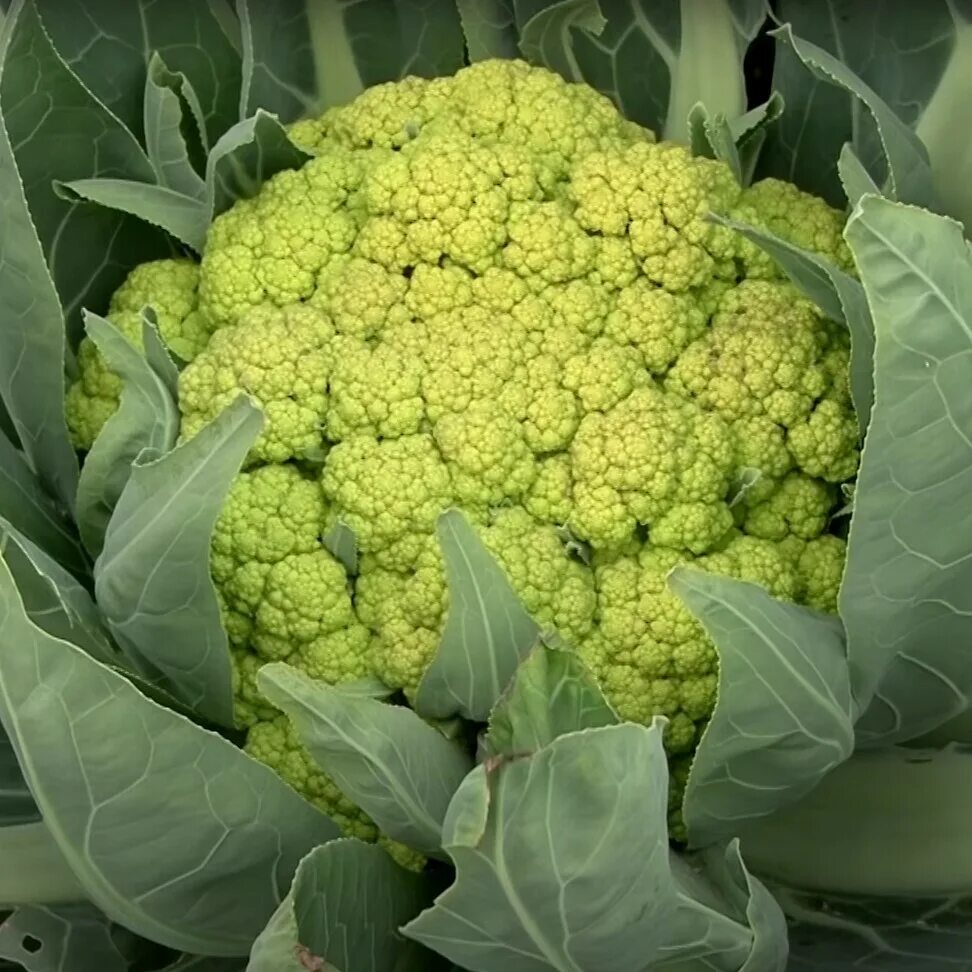 Капуста цветная зеленая фото Капуста Орешка Капуста - купить по выгодным ценам в интернет-магазине OZON (2148