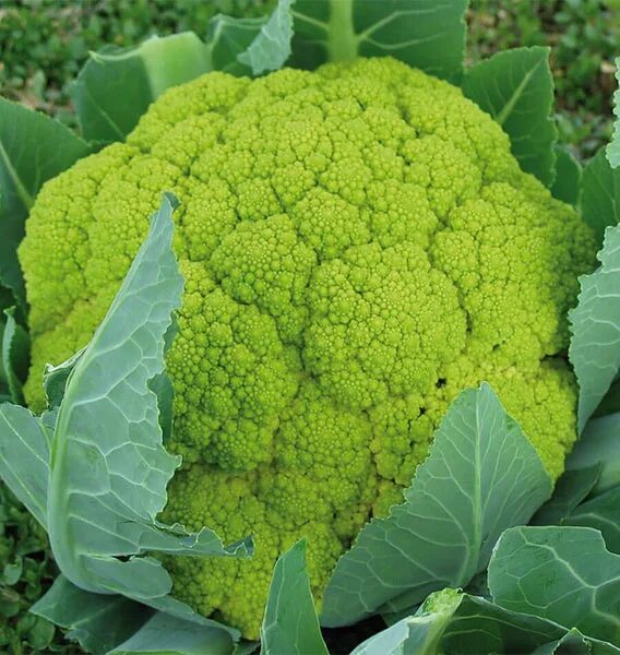 Капуста цветная зеленая фото Verdi Cauliflower Seeds