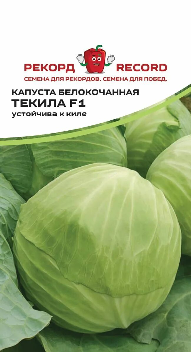 Капуста текила описание сорта фото отзывы Купить Капуста белокочанная "Рекорд" Текила F1 10 сем в Онсад.ру с доставкой Поч