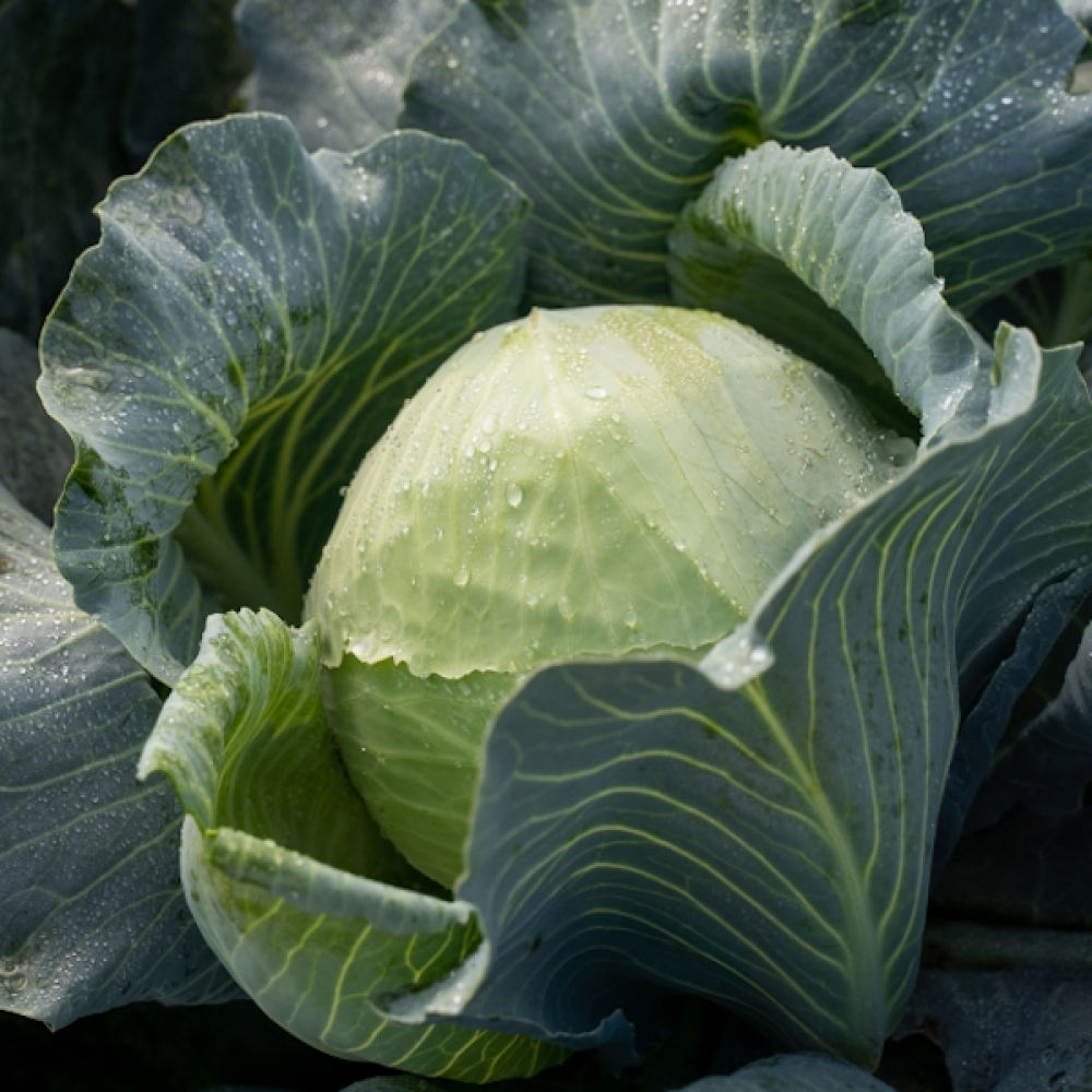 Капуста текила описание сорта фото отзывы Капуста белокочанная, Brassica albus, Текила F1