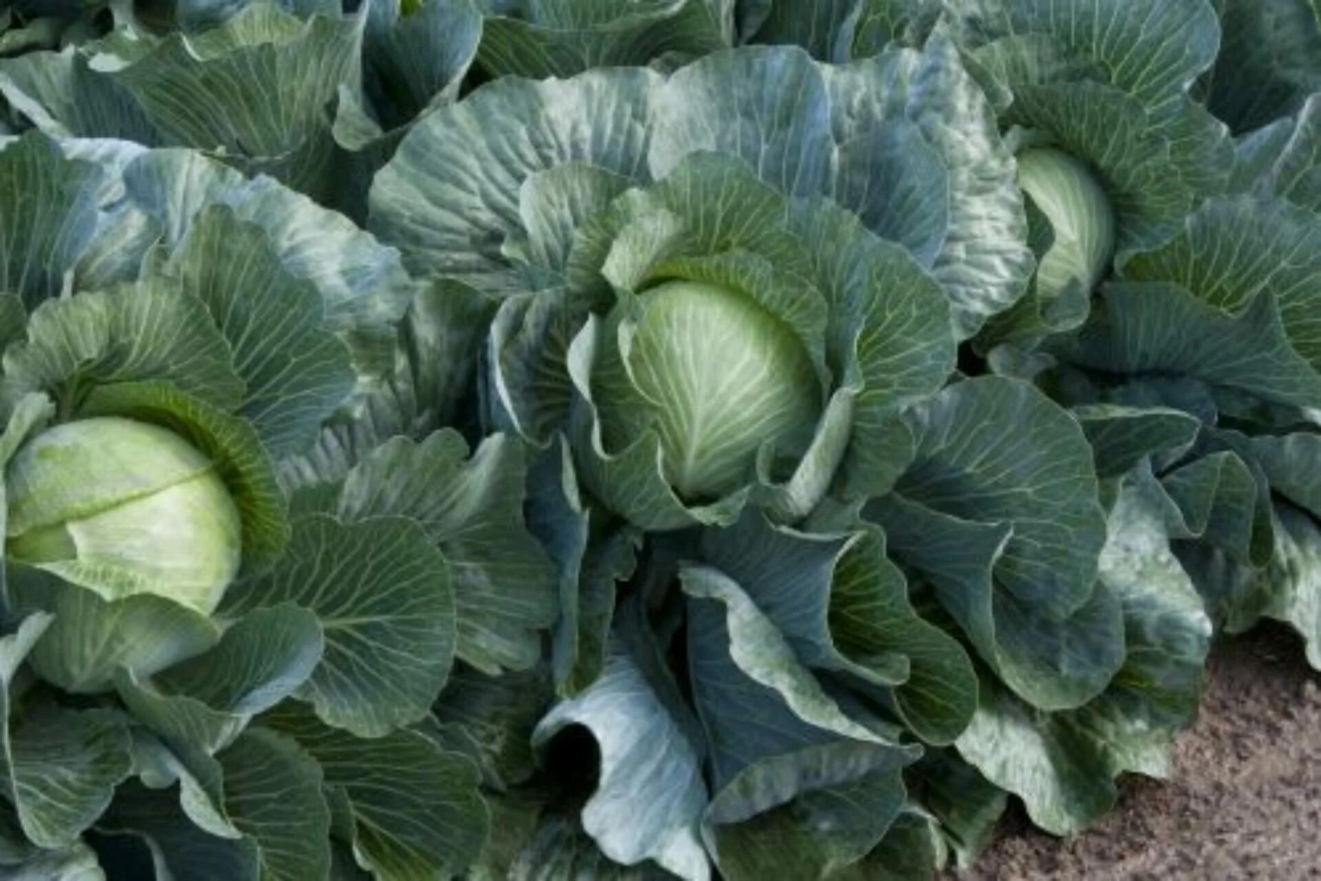 Капуста текила описание сорта фото отзывы Brassica Open Day in Spain - Takii Europe B.V.