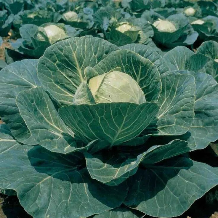 Капуста текила описание сорта фото отзывы Cabbage Garden Leader Green Monster Seed Cabbage seeds, Cabbage, Garden seeds