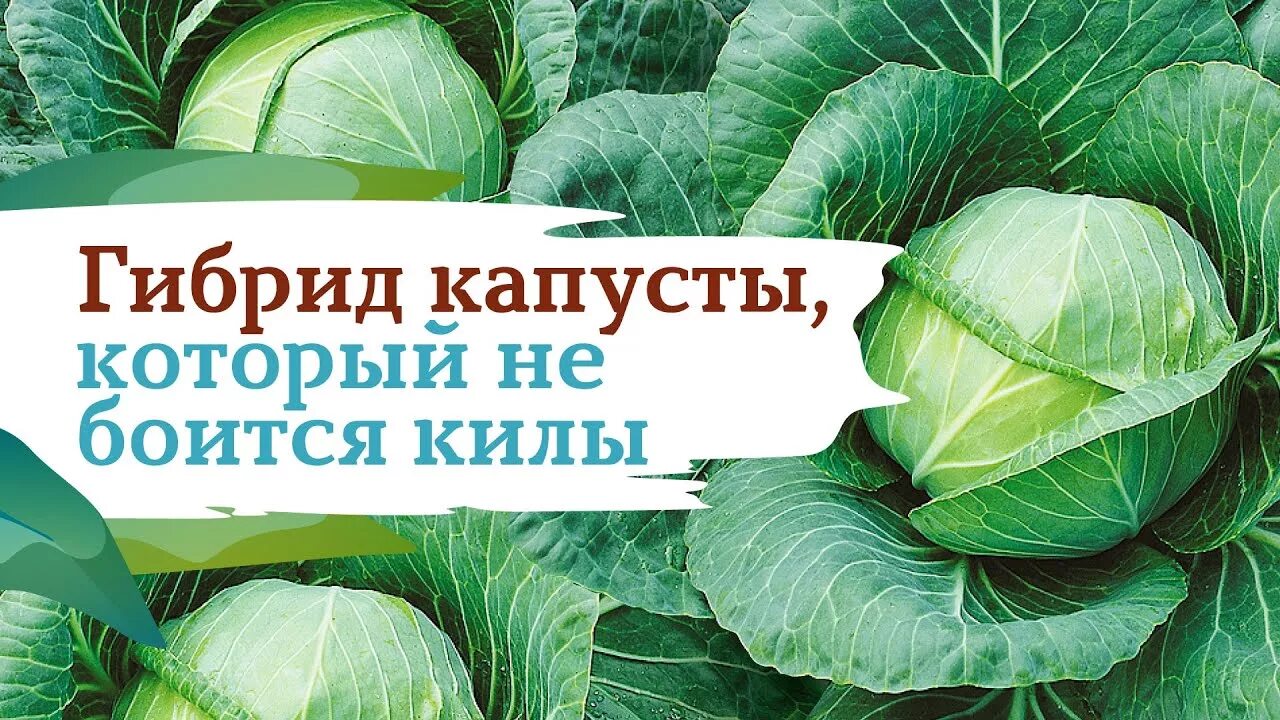 Капуста текила описание сорта фото отзывы Капуста Текила - YouTube