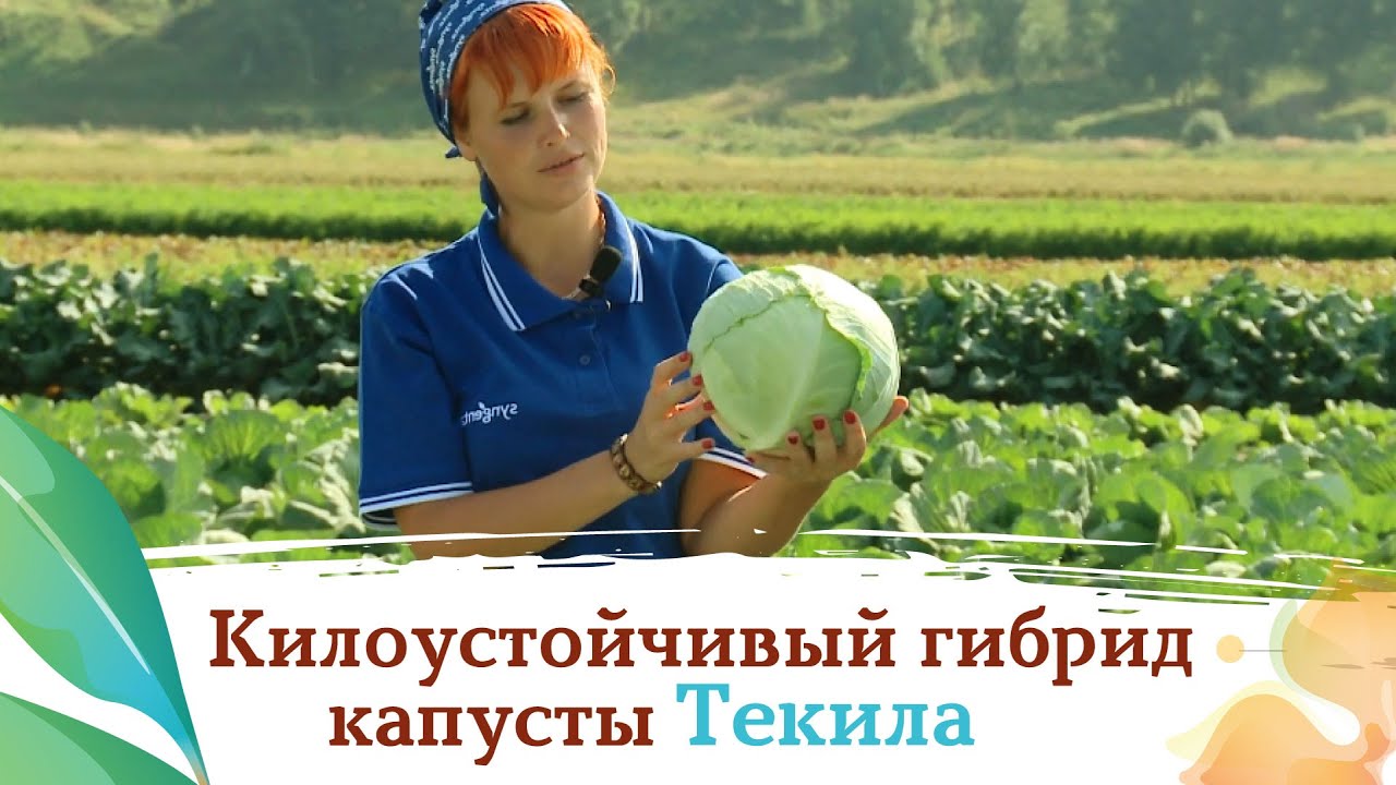 Капуста текила описание сорта фото отзывы Капуста текила описание сорта фото