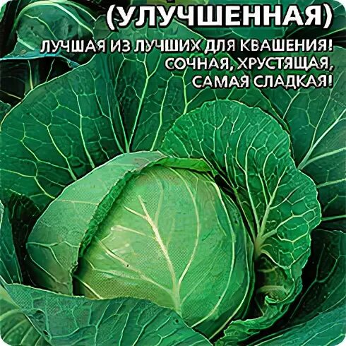 Капуста теща фото Семена капуста белокочанная Уральский дачник Теща золотая 1 уп. - характеристики