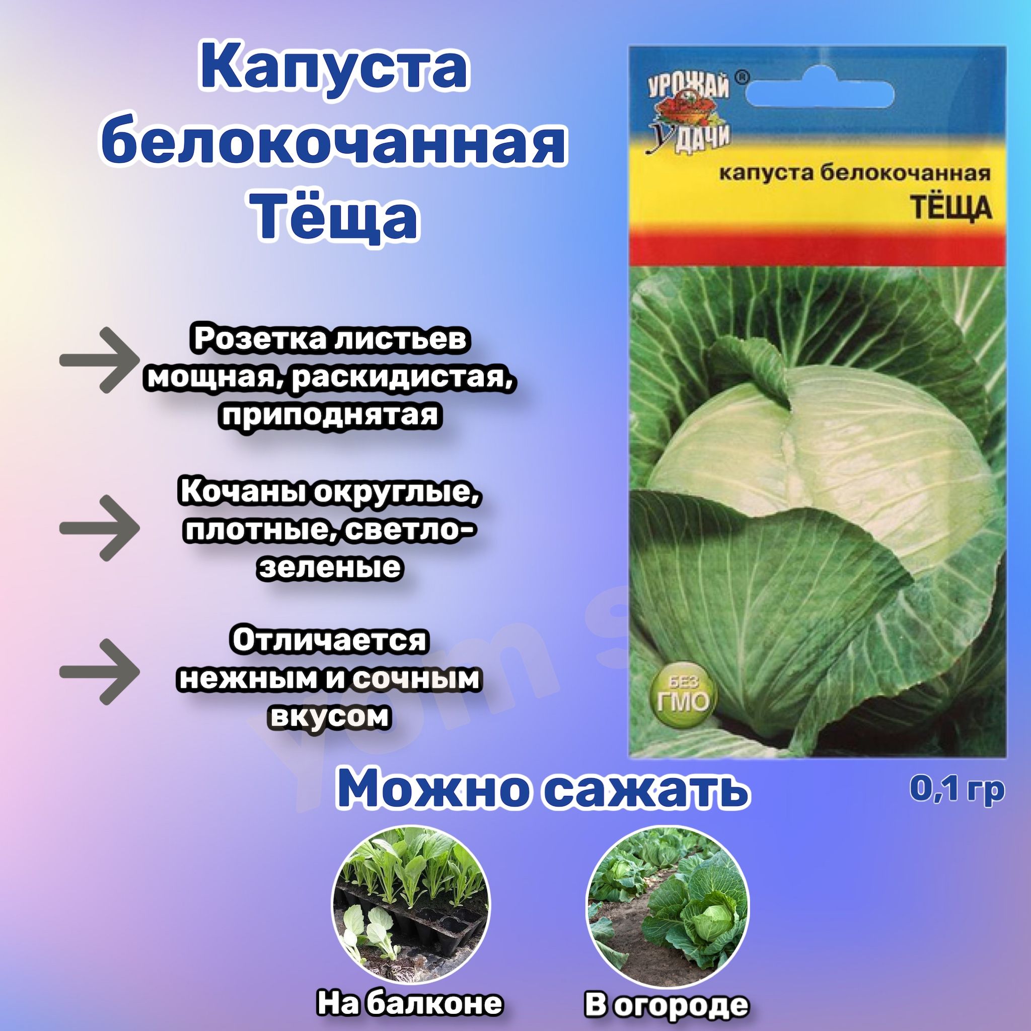 Капуста теща описание сорта фото отзывы Капуста Урожай удачи Капуста Yom Shop - купить по выгодным ценам в интернет-мага