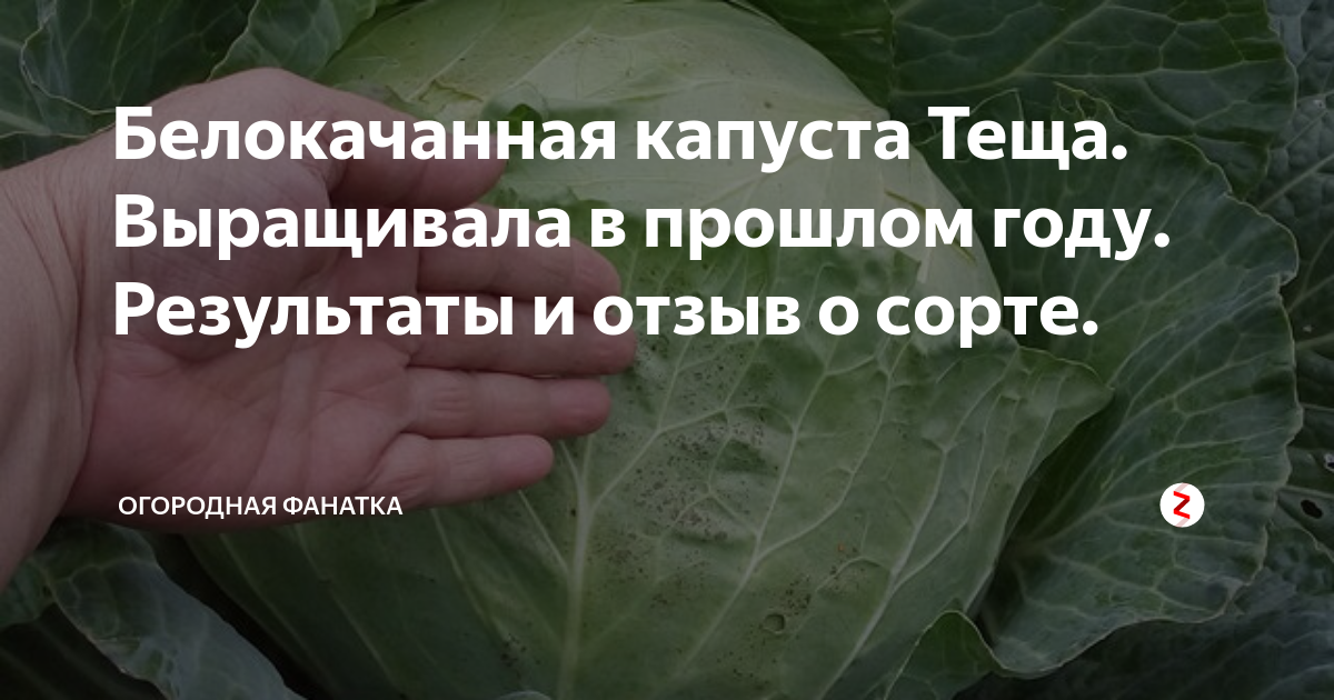 Капуста теща описание сорта фото отзывы садоводов Белокачанная капуста Теща. Выращивала в прошлом году. Результаты и отзыв о сорте