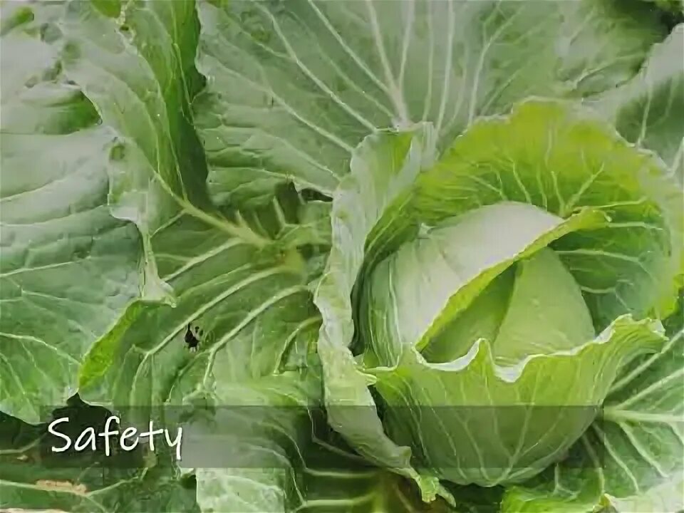 Капуста теща отзывы фото Organic vs Conventionally Grown Food vs. GMOs - YouTube