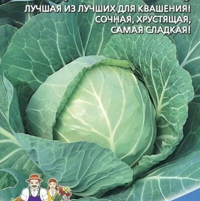 Капуста теща золотая описание сорта фото отзывы Капуста б/к Теща золотая (улучшенная)