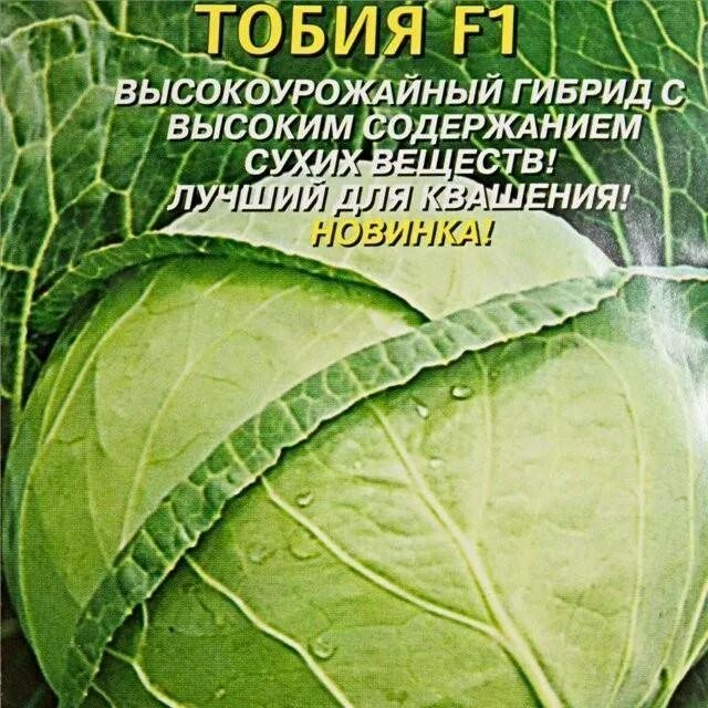 Капуста тобия описание сорта фото отзывы садоводов Капуста Тобия: описание сорта, фото, отзывы