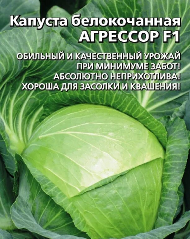 Капуста тобия описание сорта фото отзывы садоводов Семена Капуста б/к Агрессор F1: описание сорта, фото - купить с доставкой или по