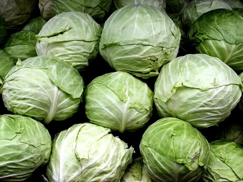 Капуста точка фото 10 Types of Cabbage - Complete List and Guide - Northern Nester