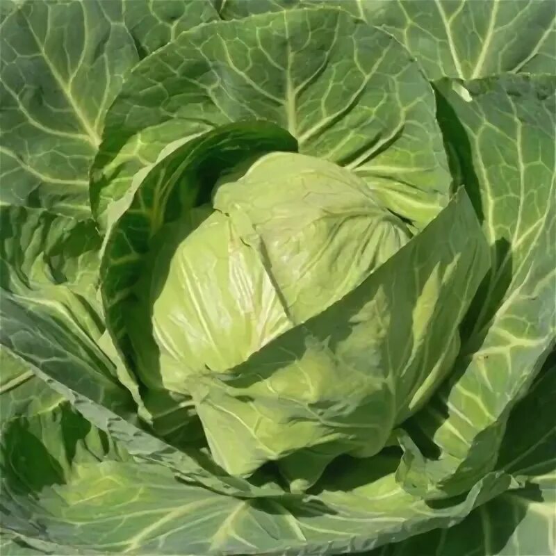 Капуста точка фото Каталог 1000seeds.ru - страница 35