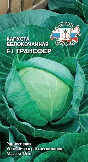 Капуста трансфер описание сорта фото Семена капусты Белокочанная - интернет-магазин СеДеК