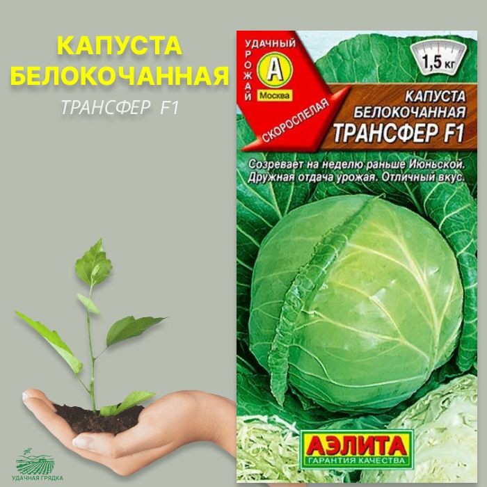Капуста трансфер описание сорта фото Капуста Агрофирма Аэлита капуста белокочанная - купить по выгодным ценам в интер